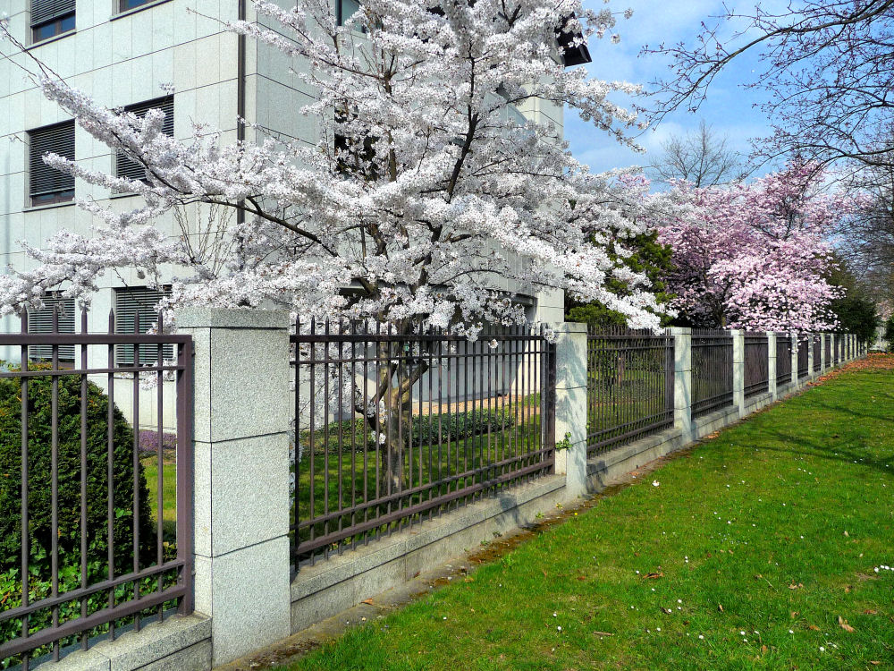 Baumblüte in Bonn