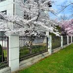 Baumblüte in Bonn