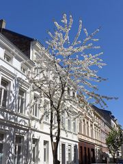 Baumblüte in Bonn