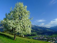 Baumblüte in den Tiroler Bergen