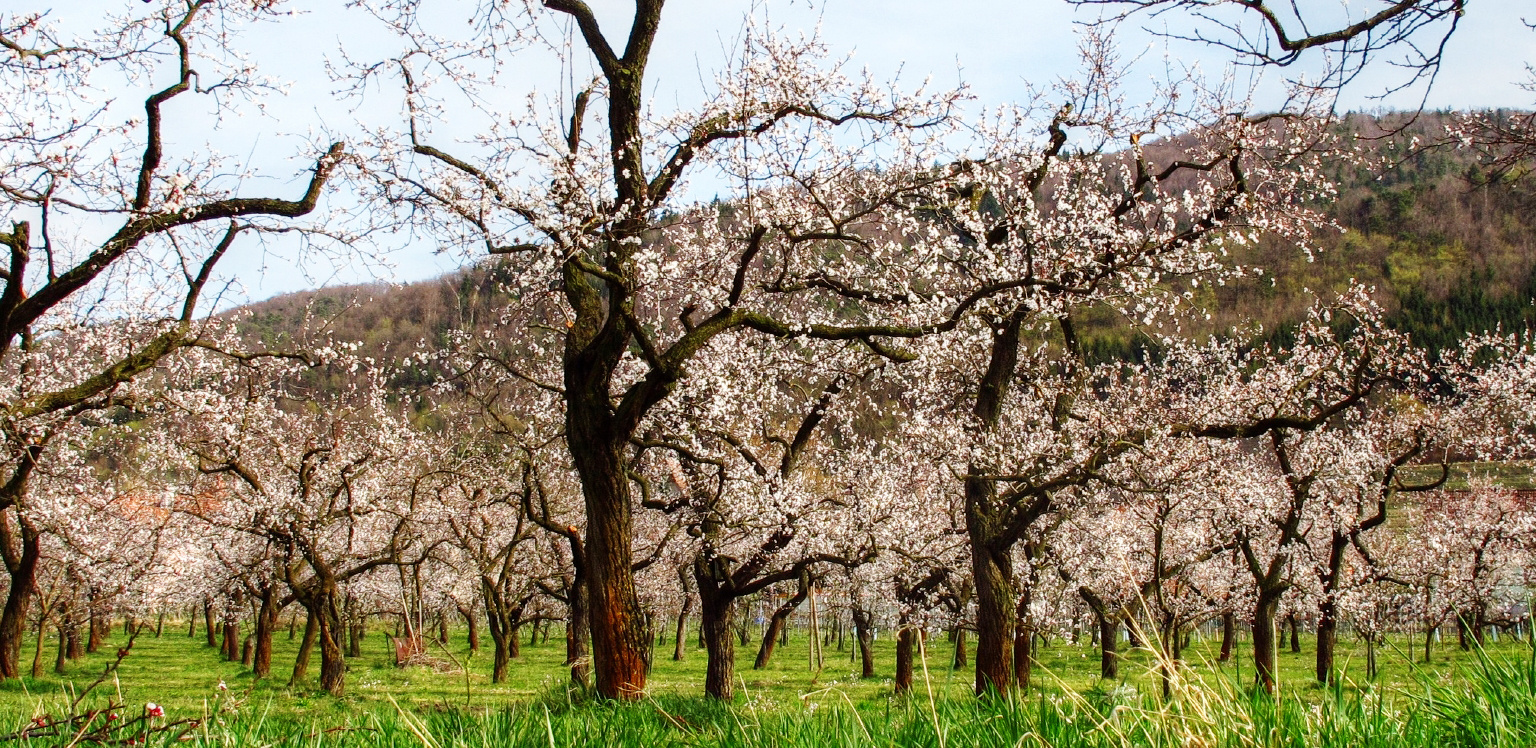 Baumblüte in der Wachau