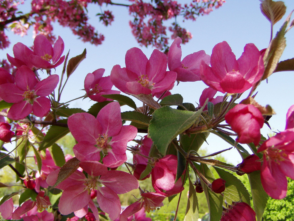 Baumblüte in Franken