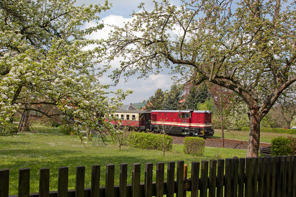 Baumblüte in Jonsdorf