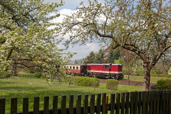 Baumblüte in Jonsdorf