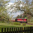 Baumblüte in Jonsdorf