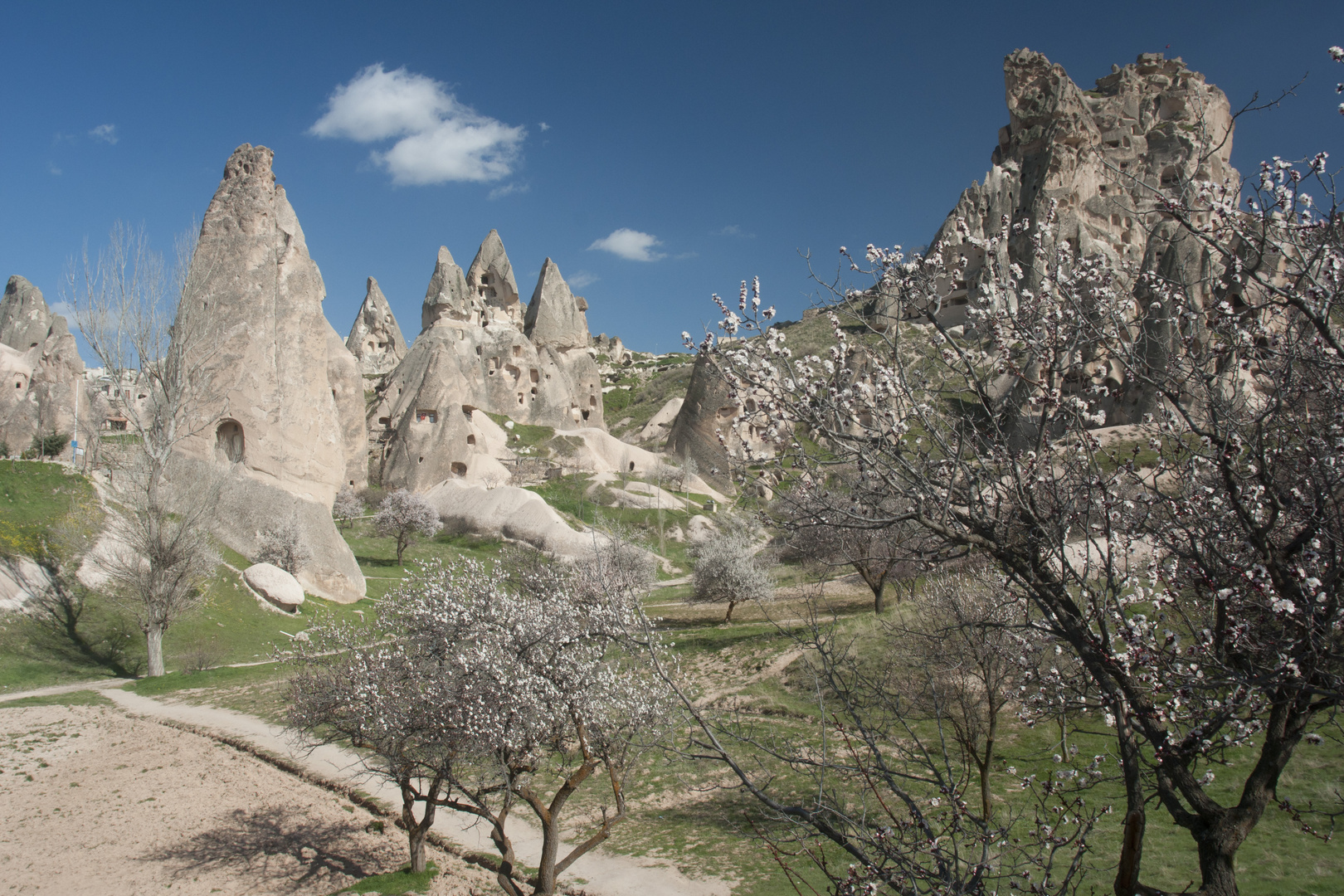 Baumblüte in Kappadokien