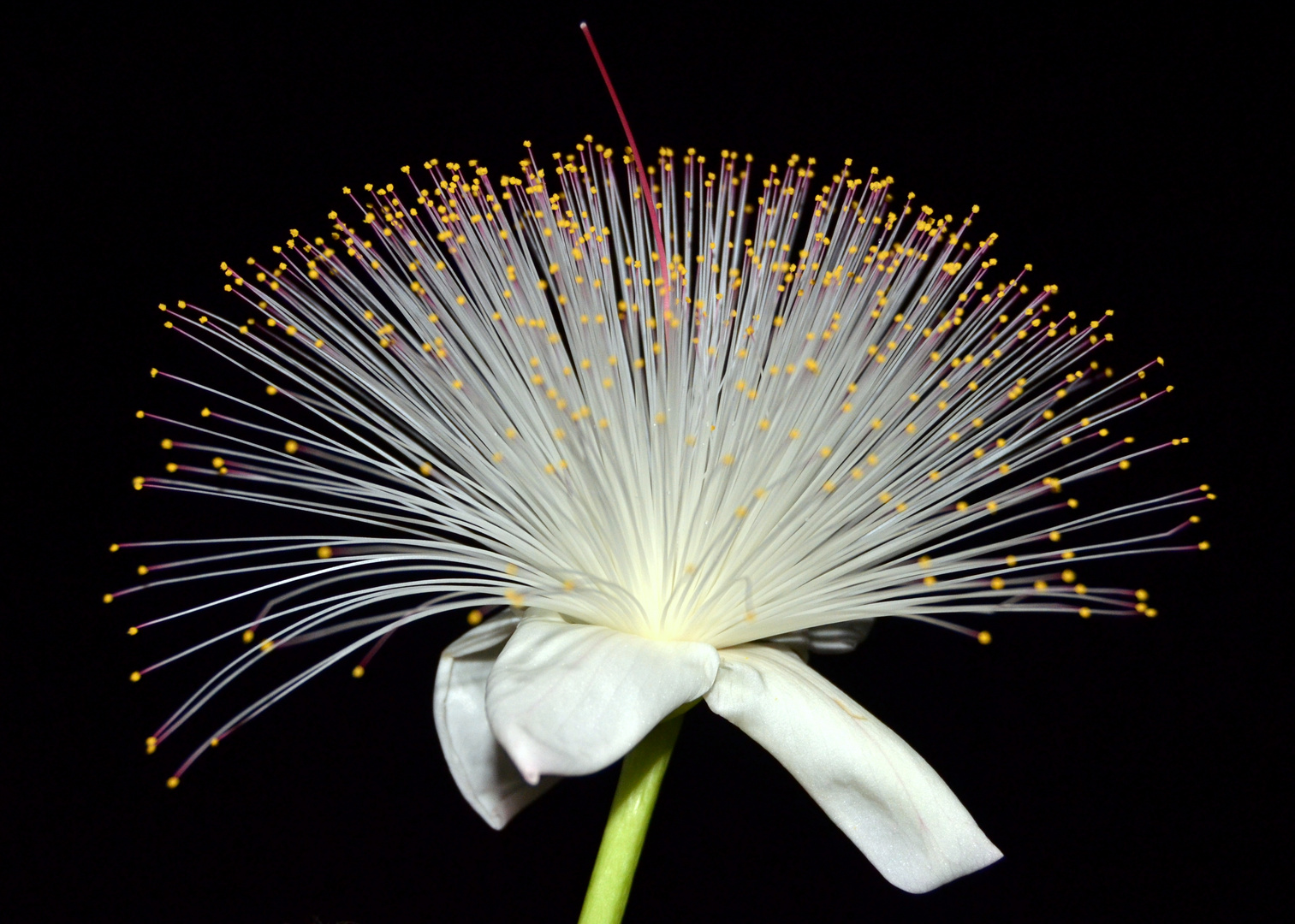 Baumblüte in Sri Lanka