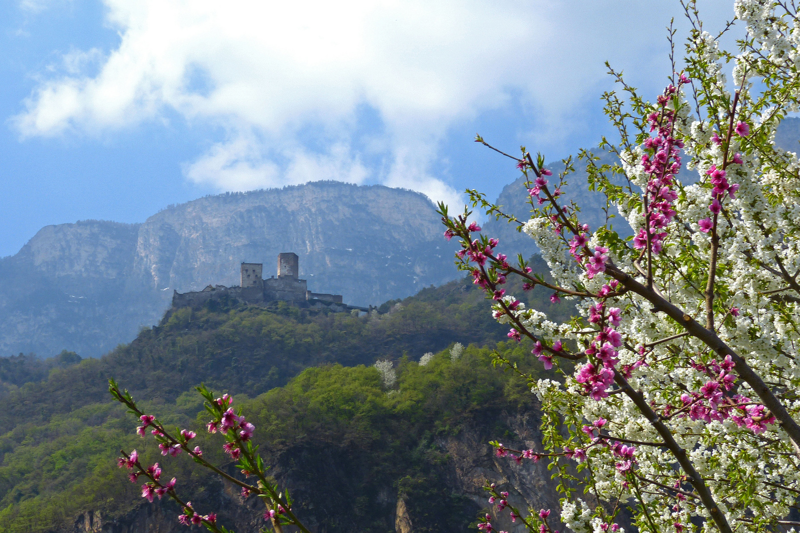 Baumblüte in Südtirol