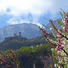 Baumblüte in Südtirol