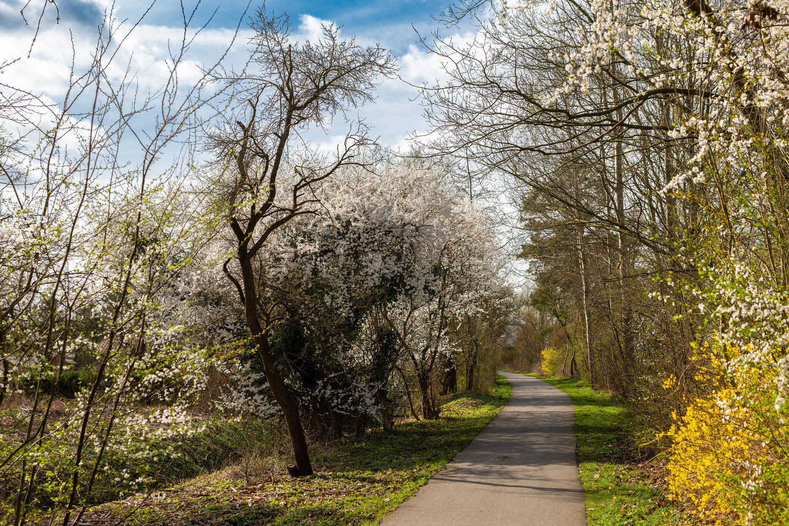 Baumblüte in Vierlande