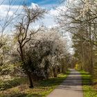 Baumblüte in Vierlande