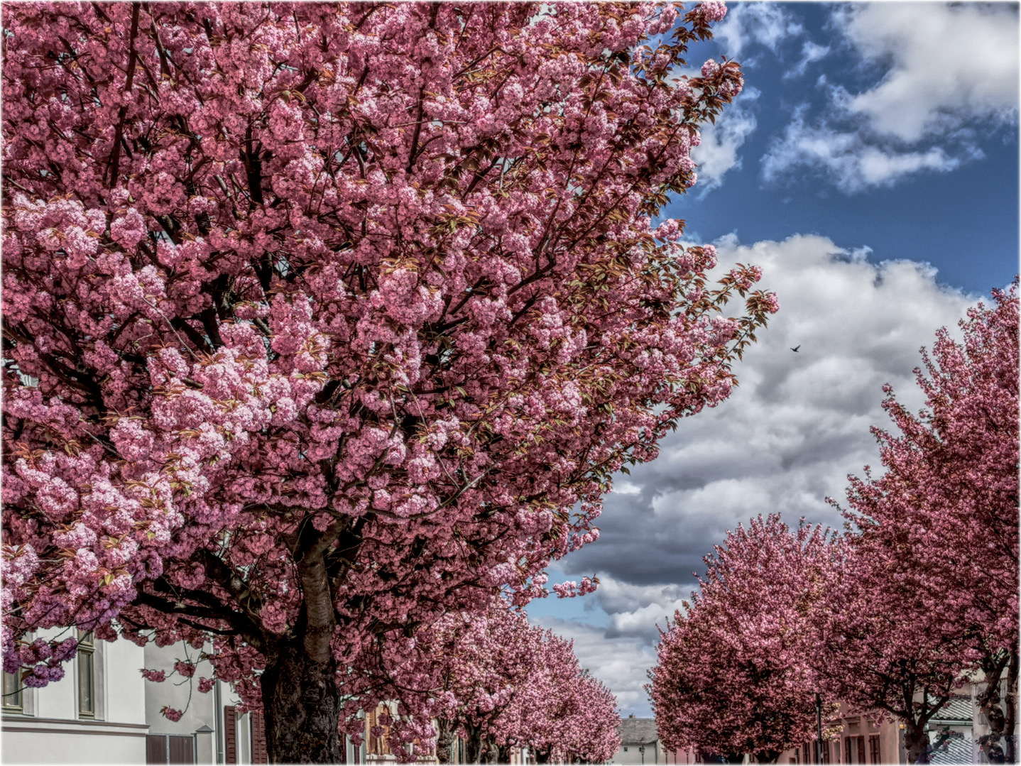 Baumblüte in Werder