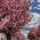 Baumblüte in Werder