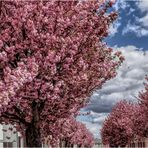 Baumblüte in Werder