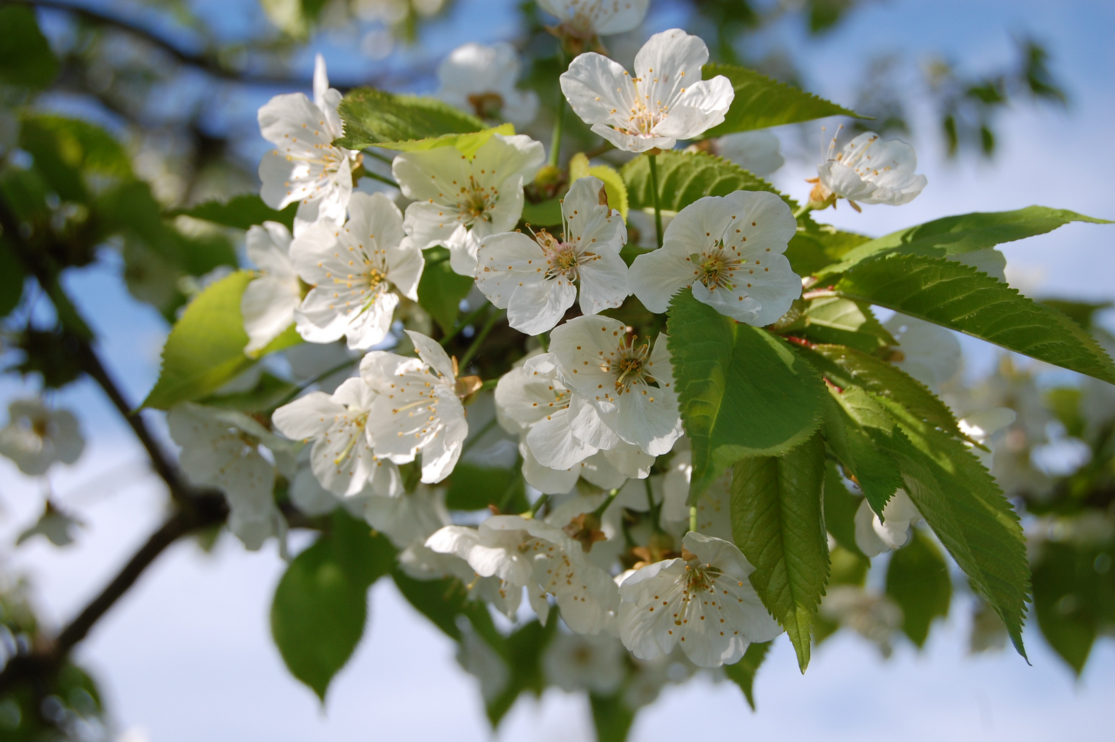 Baumblüte / Kirschen