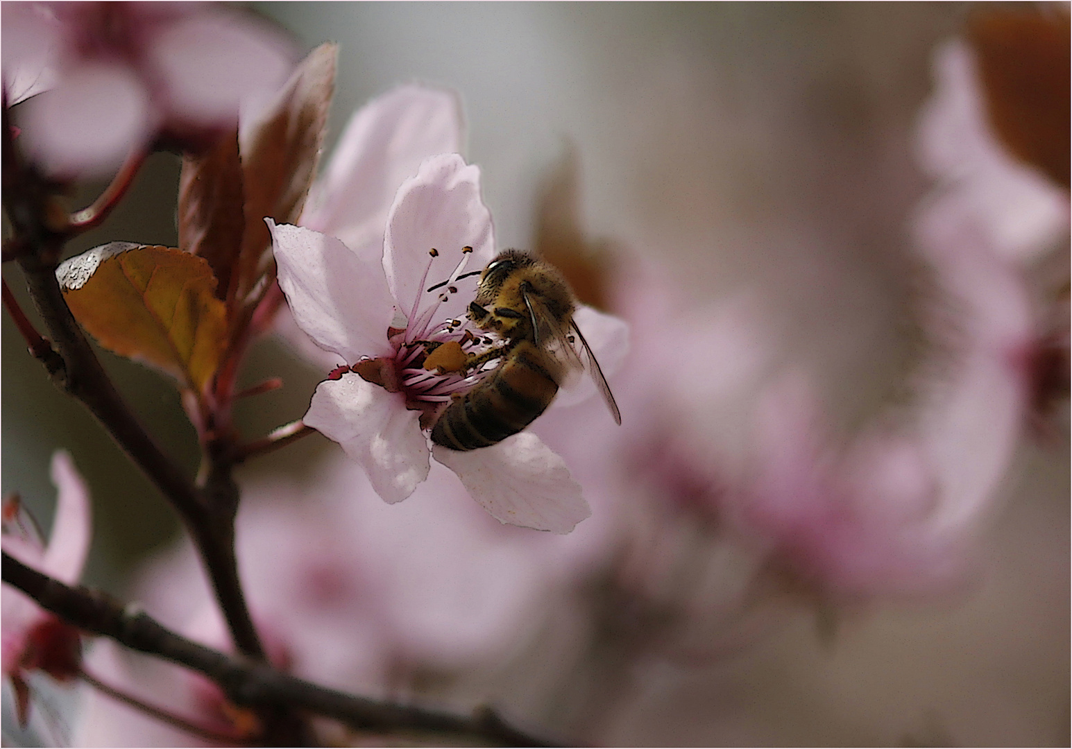 Baumblüte mit Besuch