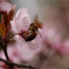 Baumblüte mit Besuch