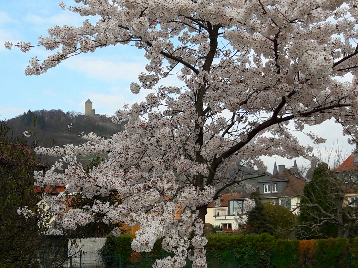 Baumblüte mit Starkenburg