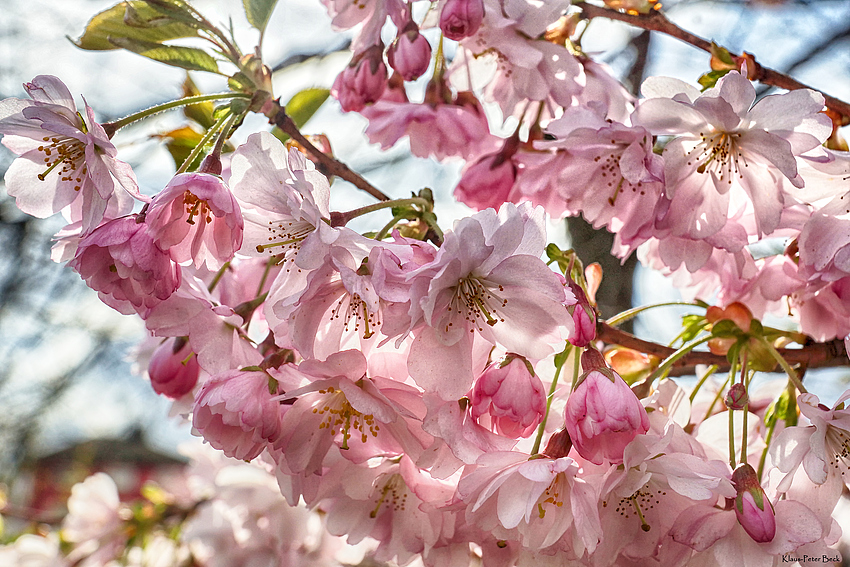 Baumblüte mitten in der Stadt