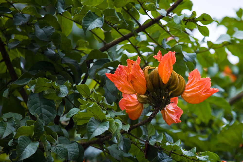 Baumblüte orange