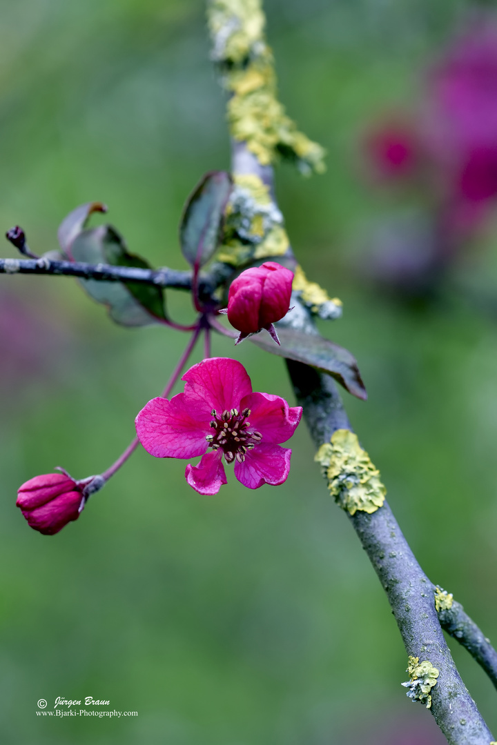 Baumblüte Rosa