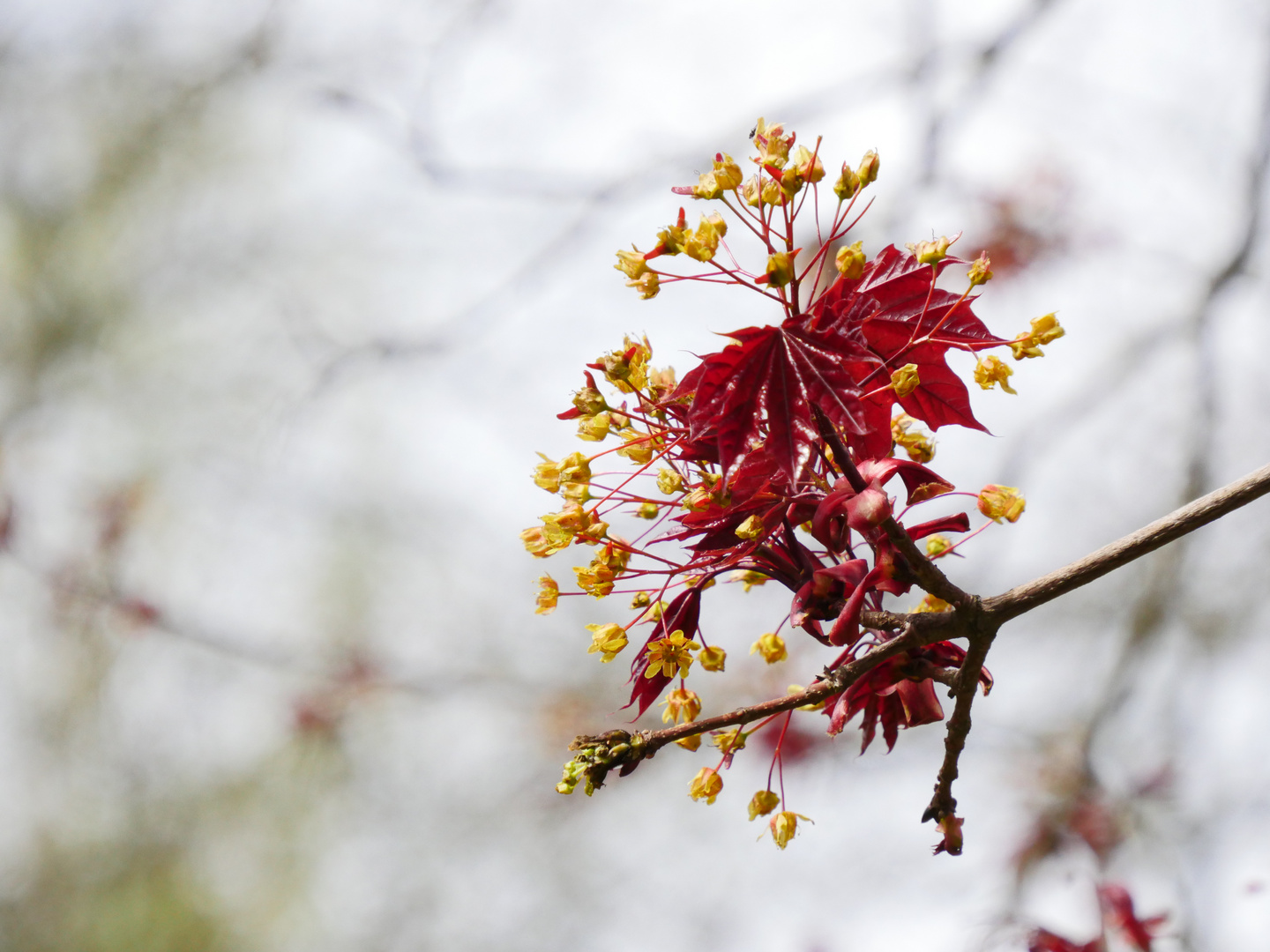 Baumblüte... unbearbeitet