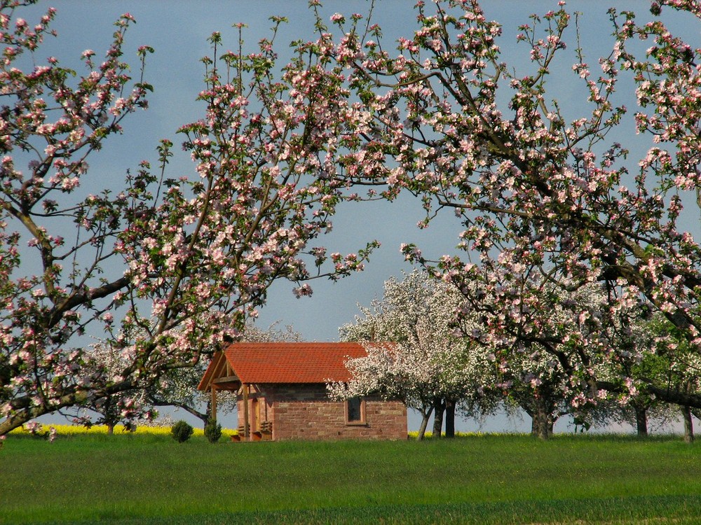 Baumblüte und Kapelle