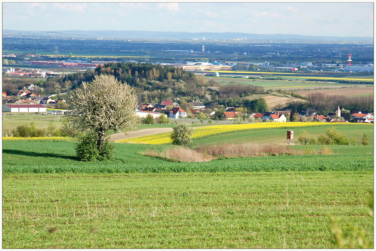 Baumblüte und Raps