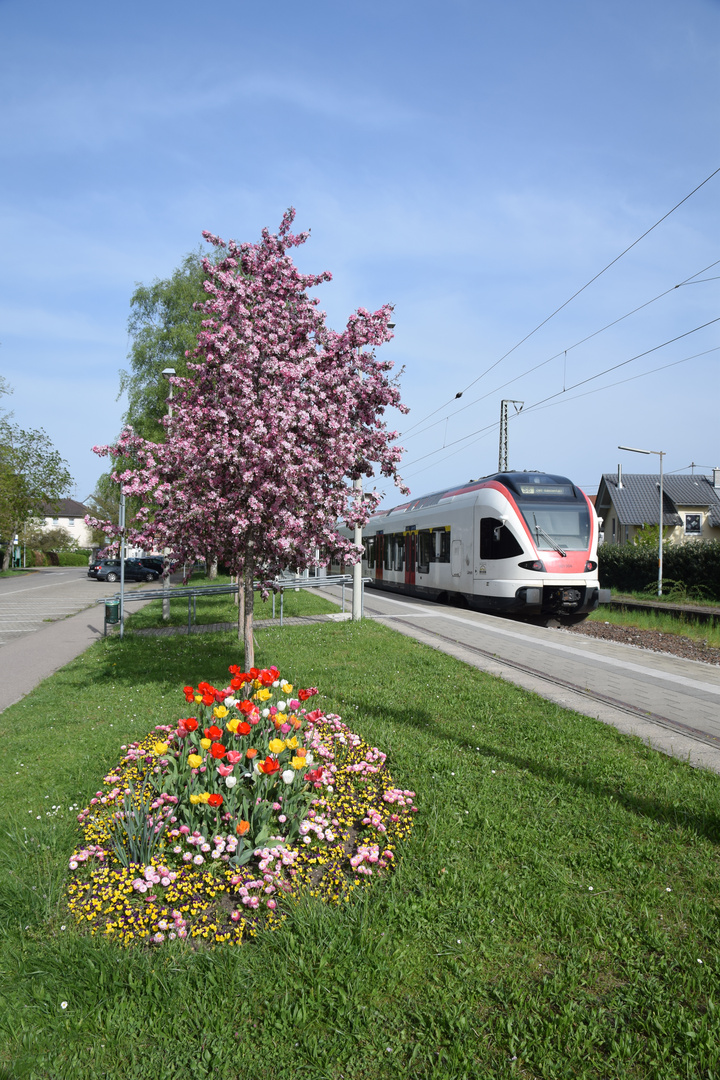 Baumblüte und S-Bahn