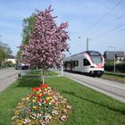 Baumblüte und S-Bahn