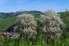 Baumblüte vor der ...