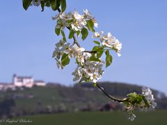 Baumblüte vor der ...