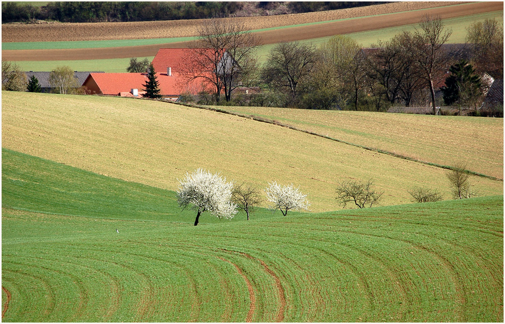 Baumblüte - Zeit *2*