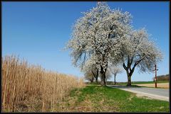 Baumblüte - Zeit