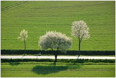 Baumblüte - Zeit  *8*