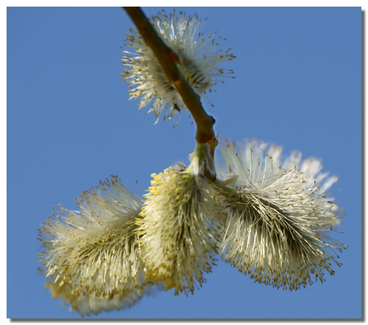 Baumblüte zum Wochenende