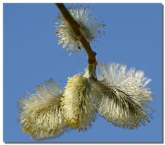 Baumblüte zum Wochenende