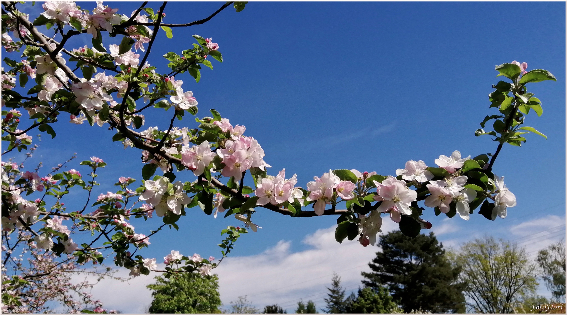Baumblüte zum Wonnemonat Mai Foto & Bild pflanzen, pilze & flechten
