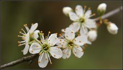 BaumBlüten