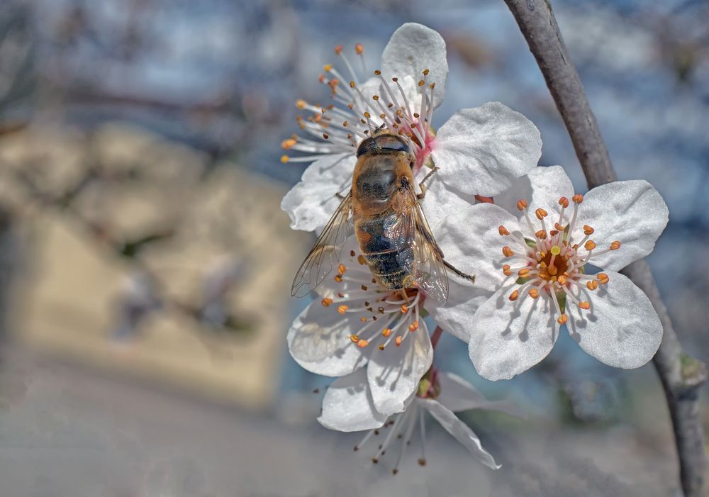 Baumblüten 05