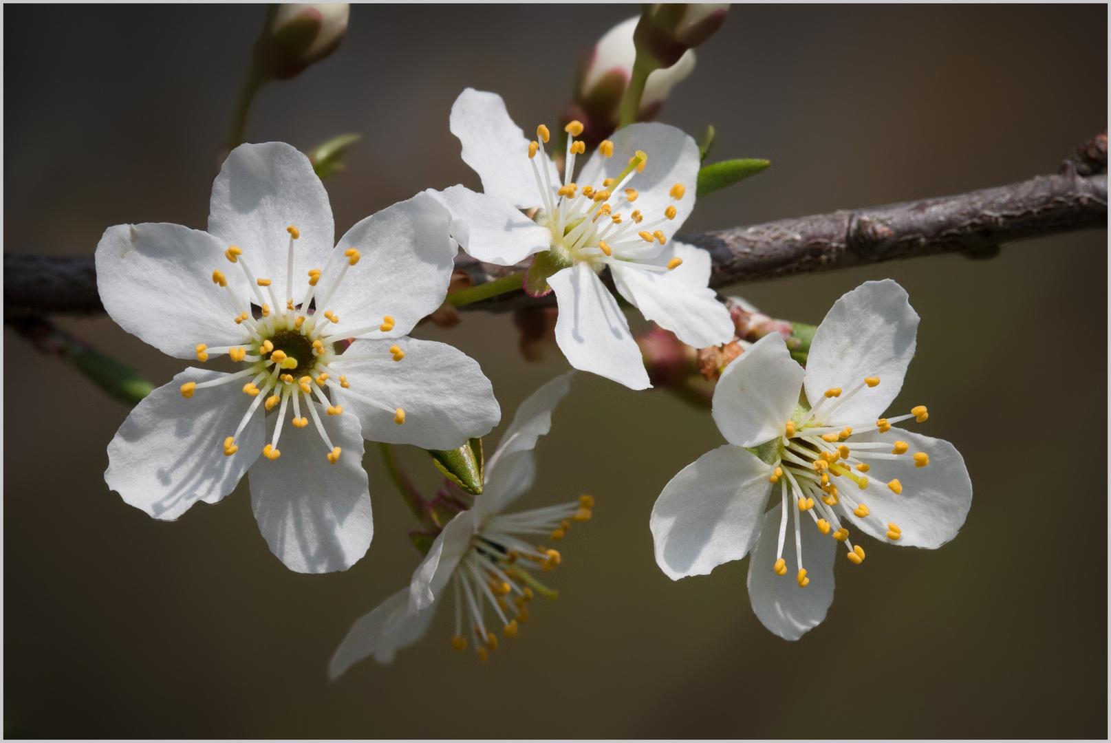 baumblüten