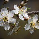 baumblüten