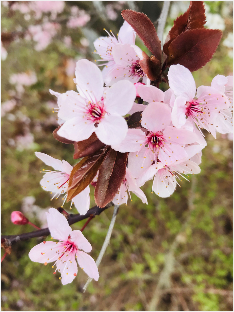 Baumblüten