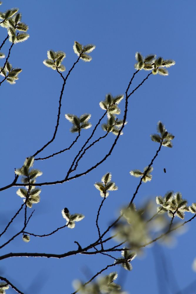 Baumblüten