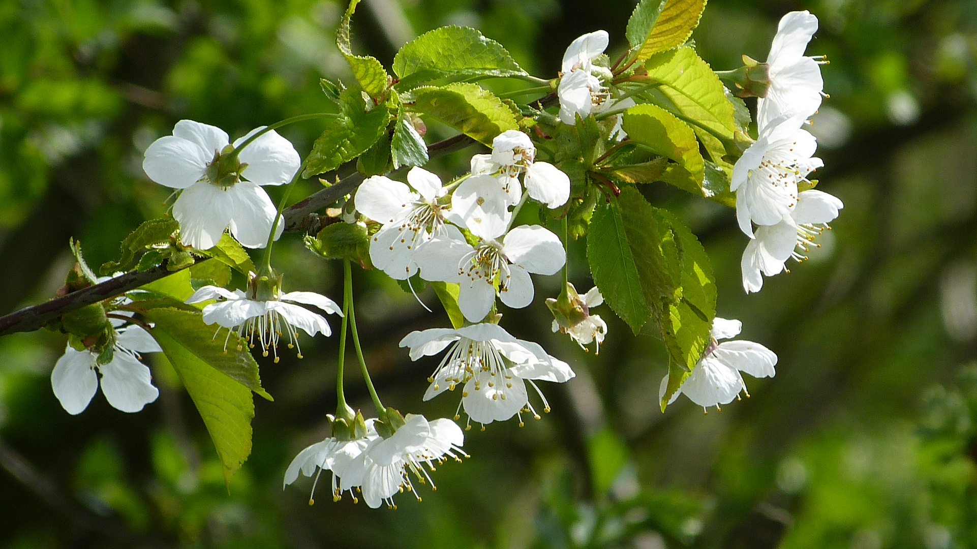 Baumblüten 4