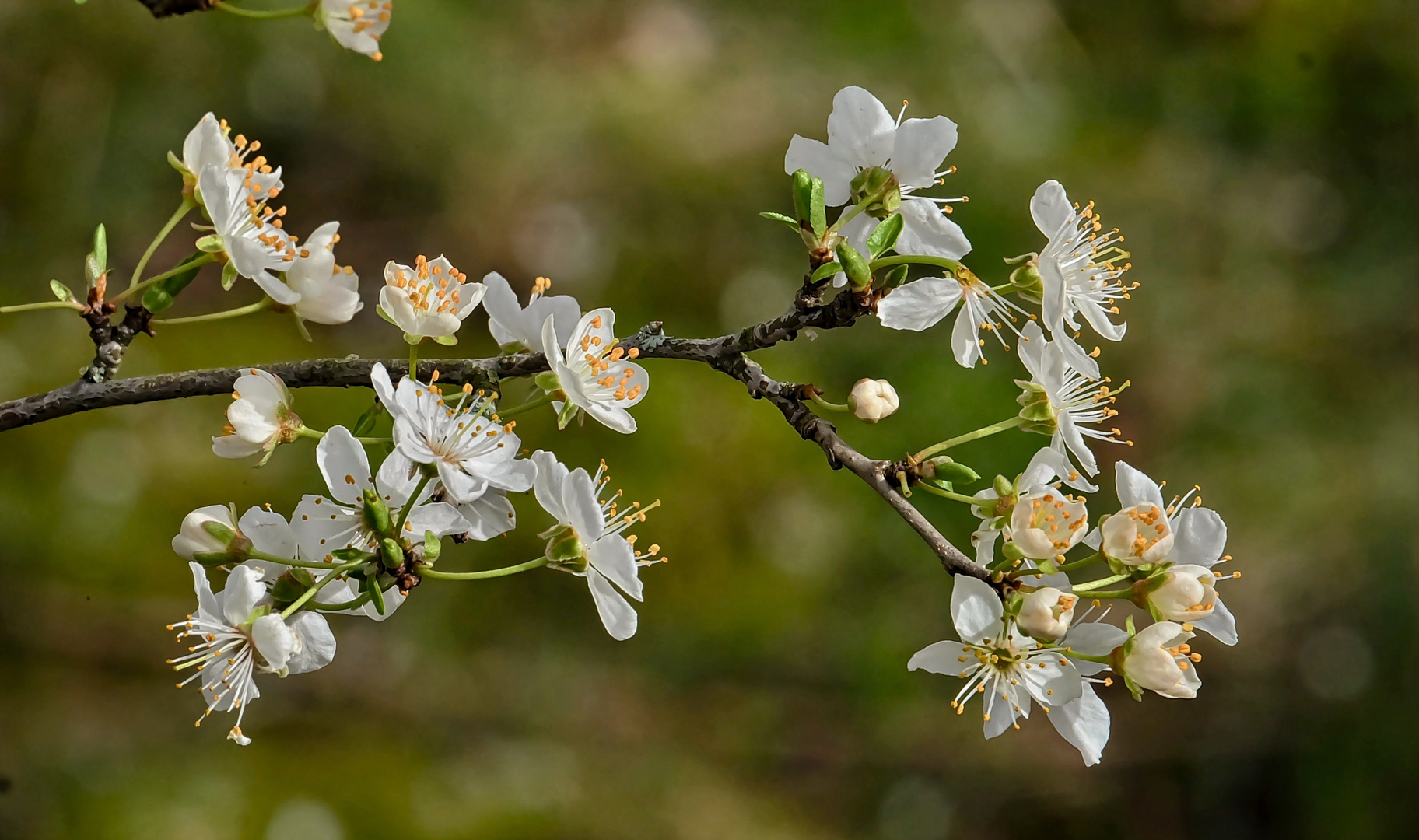 Baumblüten