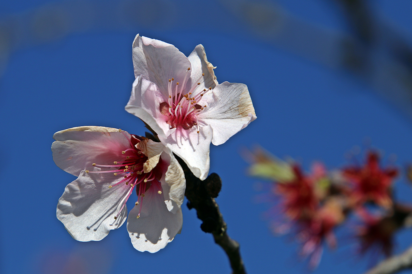 Baumblüten