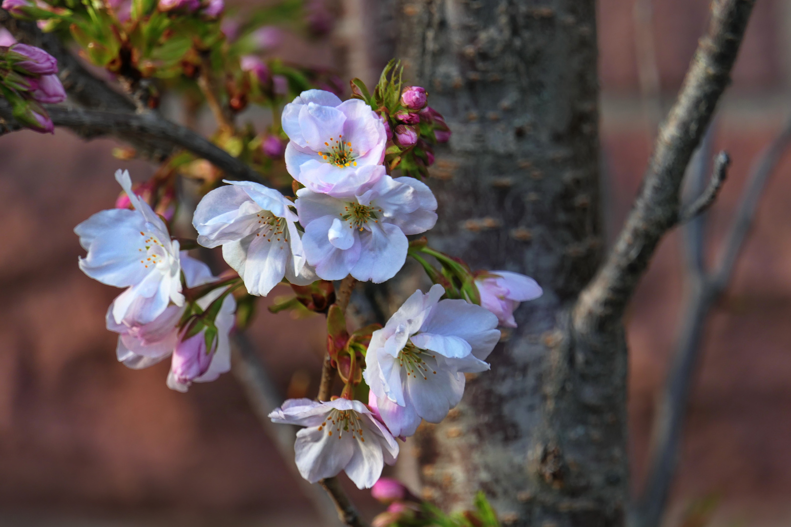 Baumblüten ...