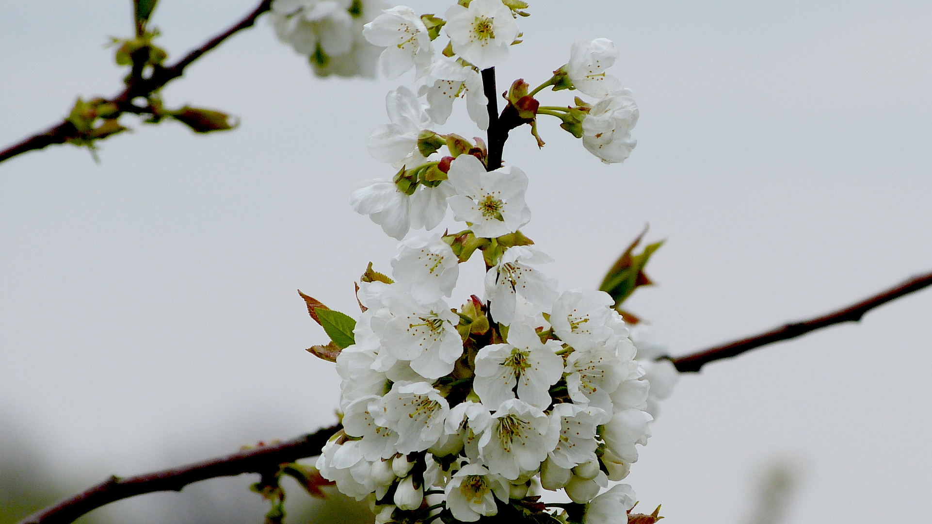 Baumblüten 5