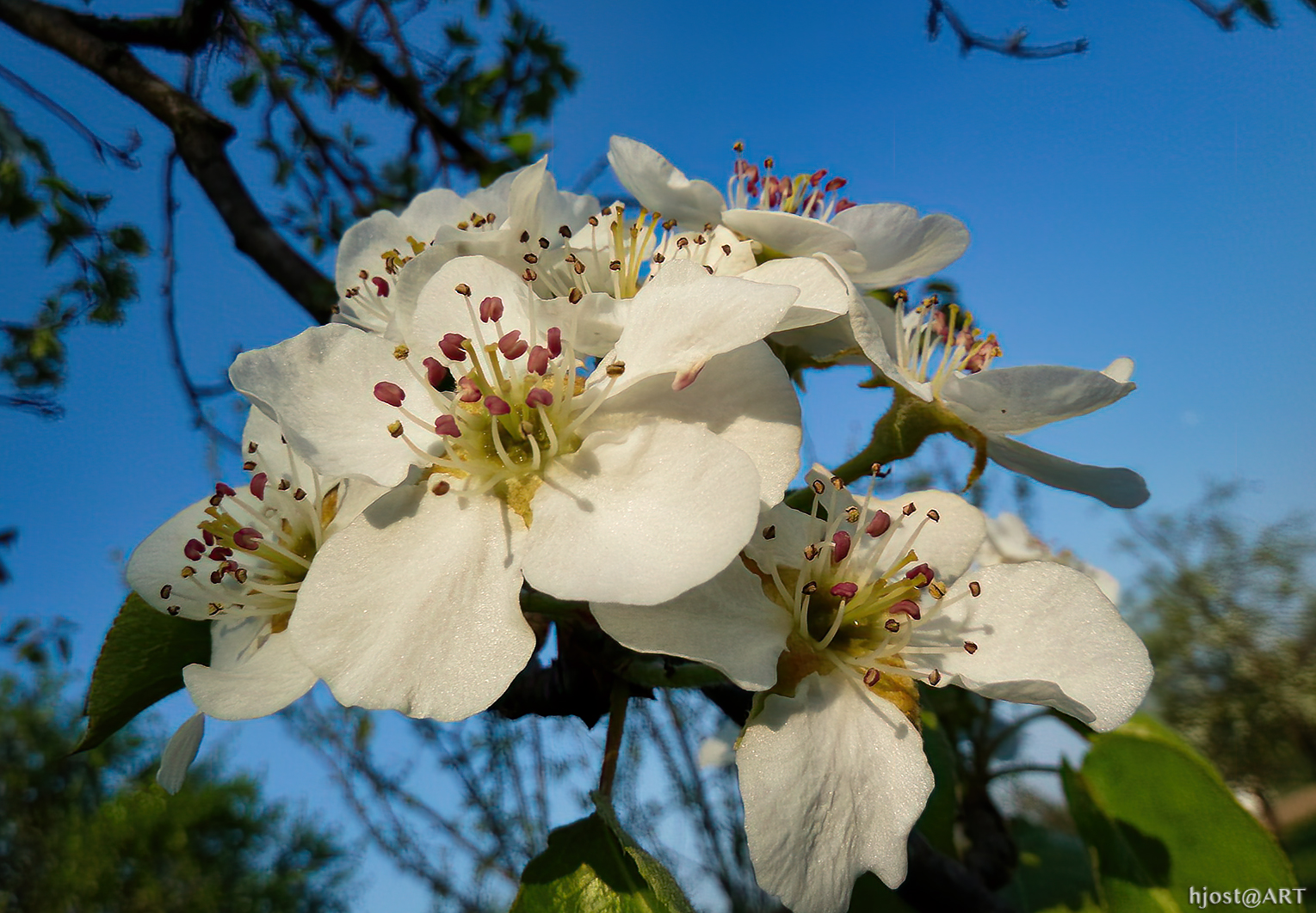 Baumblüten ...